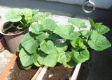 第2弾ミニカボチャ「栗坊」2010.07.25.jpg