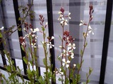 ルッコラの花