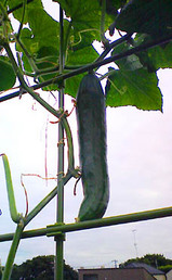 キュウリ0808.22.jpg