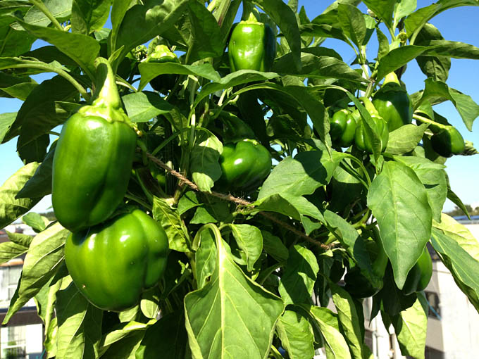 プランター栽培ピーマン デカチャンプ Heyモーの家庭菜園を楽しむ