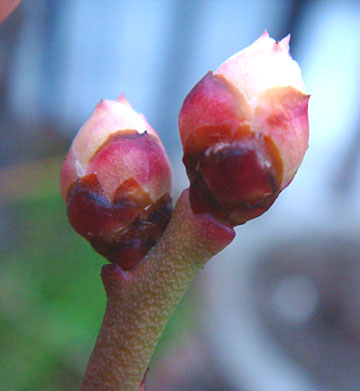 ブルーベリー2010.02.26.jpg