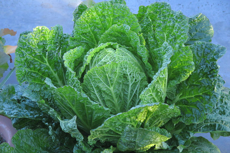プランター栽培 ハクサイ が収穫サイズに Heyモーの家庭菜園を楽しむ
