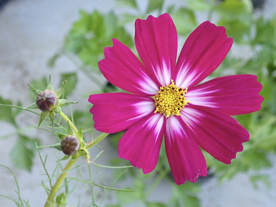 コスモスとニラの花がきれいです セロリとフリルレタスの植え替え 九条細ネギとパセリの種蒔き Heyモーの家庭菜園を楽しむ