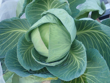 大玉キャベツ2020.01.03