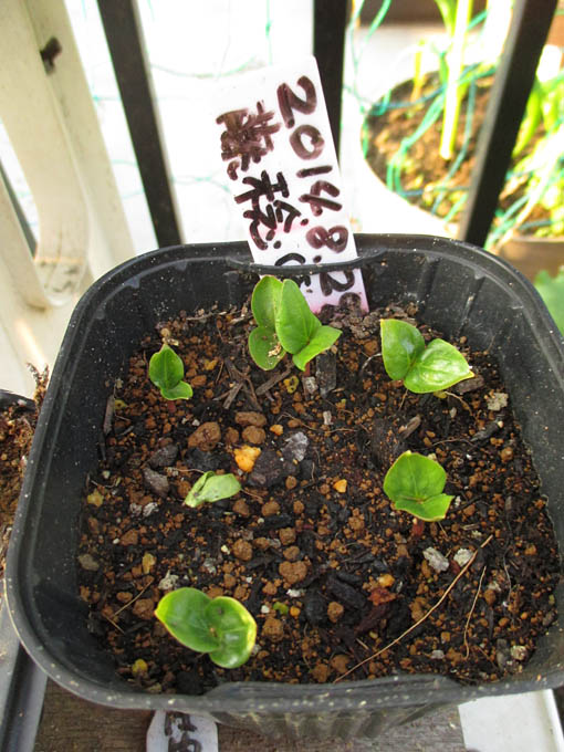 食べ蒔きのブドウ 藤稔 ふじみのり が発芽しました Heyモーの家庭菜園を楽しむ 食べ蒔きのブドウ 藤稔 ふじみのり が発芽しました Heyモーの家庭菜園を楽しむ