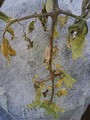 中玉病気2