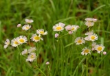 春の花24