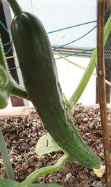 キュウリ2010.06.11.jpg