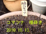 コマツナ種蒔き2010.10.13