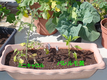�ѥ��ⲫ2026.05.10