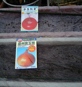 赤玉ネギ、泉州黄玉葱