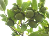 禅寺丸2011.06.27