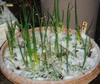 九条太ネギ2012.02.29.