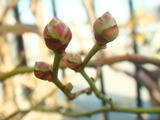 ブルーベリー2012.02.20.