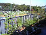 バルコニー菜園10.12