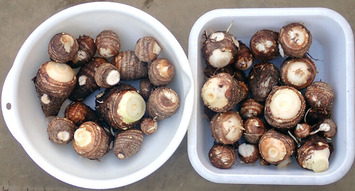 サトイモ 2019.12.29