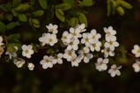 春の花9