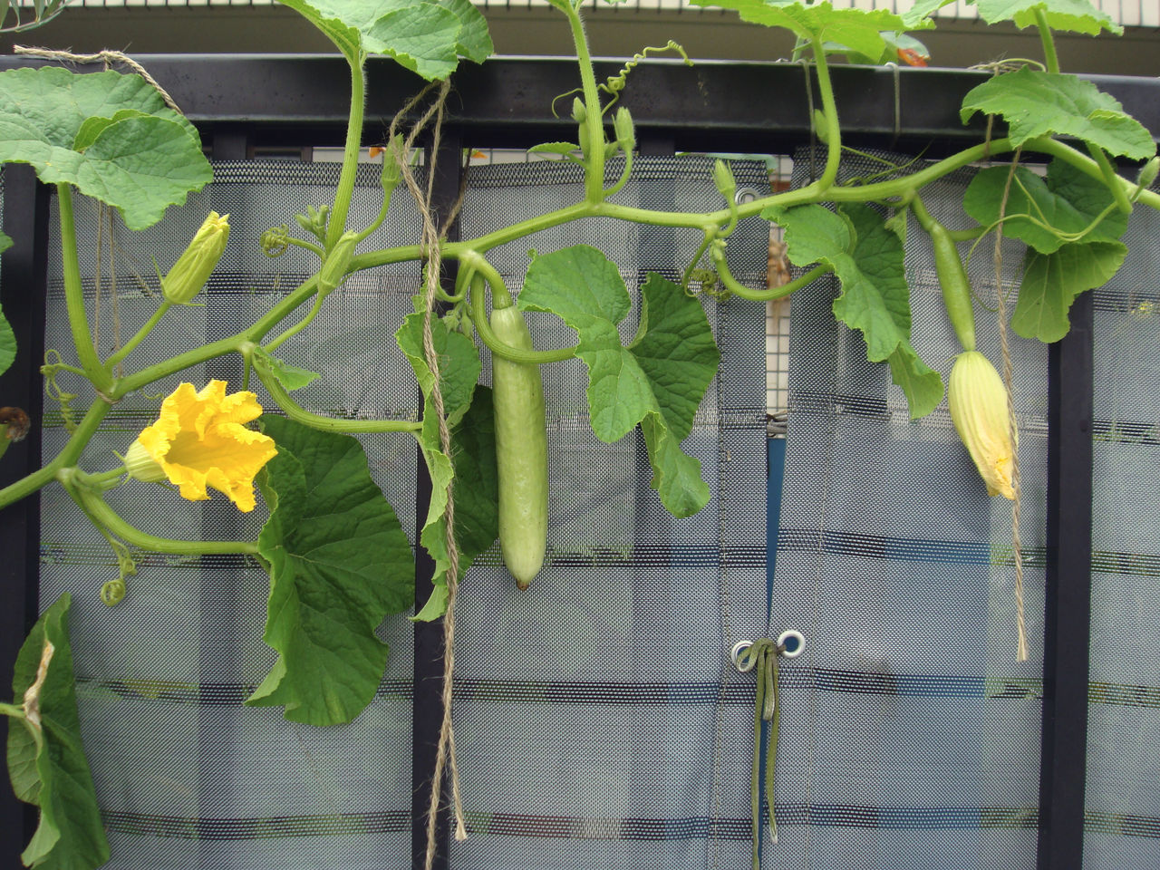 宿儺カボチャ空中栽培 Heyモーの家庭菜園を楽しむ