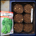 セロリ種蒔き2013.06.26.