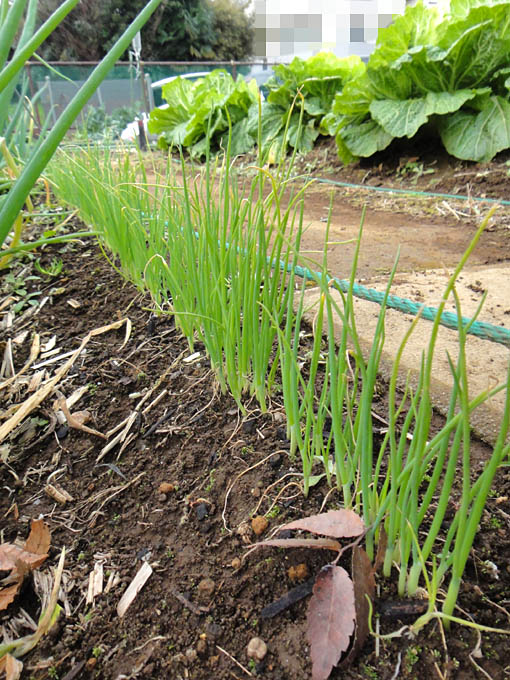 来年栽培用の 九条太ネギ苗 の様子 Heyモーの家庭菜園を楽しむ