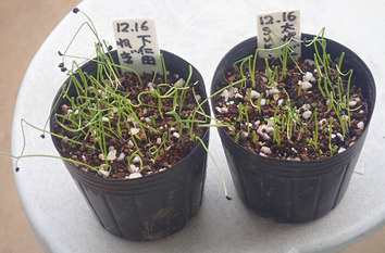 ネギ発芽20193.12.25