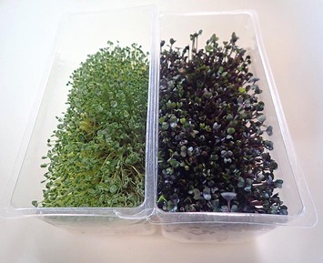 スプラウト2019.1.23栽培