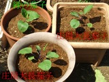 ナス定植2012.05.27