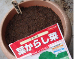 からし菜種蒔き2010.11.24.