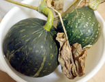 カボチャ終了2012.10.14