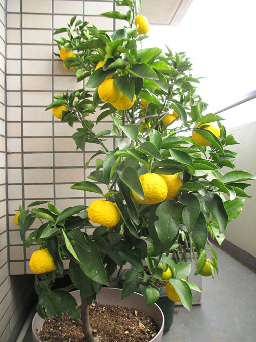 すべての美しい花の画像 ベストゆず 育て方 剪定 すべての美しい花の画像 ベストゆず 育て方 剪定