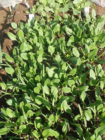 ほうれん草2019.12.24