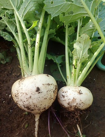 耐病ひかり2019.12.23