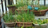 タマネギ苗2012.02.25.
