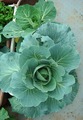 新藍と四季蒔き2011.10.24
