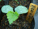 加賀太キュウリ09.04.16発芽.jpg