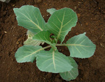 四季蒔きキャベツ2012.04.16
