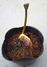 花豆2