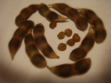 鶴岡のだだ茶豆2010.11.01.
