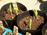 ハニーバンタム発芽09.04.26.jpg
