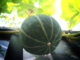 ETカボチャ2010.07.25.jpg