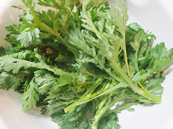 春菊収穫2019.12.25