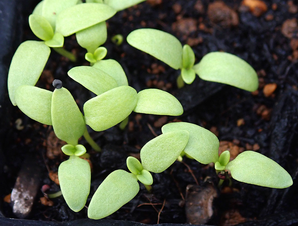 ミニ薔薇 植え替え 日本小菊 かすみ草 ヘルシーミックス 発芽状況 ジャスティス ほうれん草の種蒔き Heyモーの家庭菜園を楽しむ