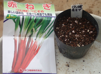 赤ネギ2019.12.25