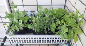 エンドウ2020.01.03