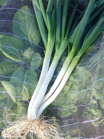 岩槻ネギ収穫2019.12.23