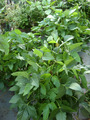 だだ茶豆2011.08.30
