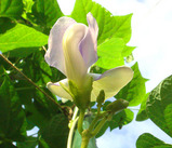 四角マメ開花2