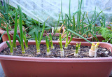 再生長ネギ2010.02.22.jpg