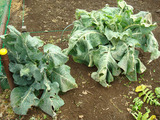 カリフラワー2012.01.23.