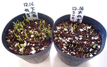 太いネギ2019.12.23